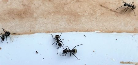 حلول «مجربة وفعّالة» جذرية لمشكلة النمل في المنزل